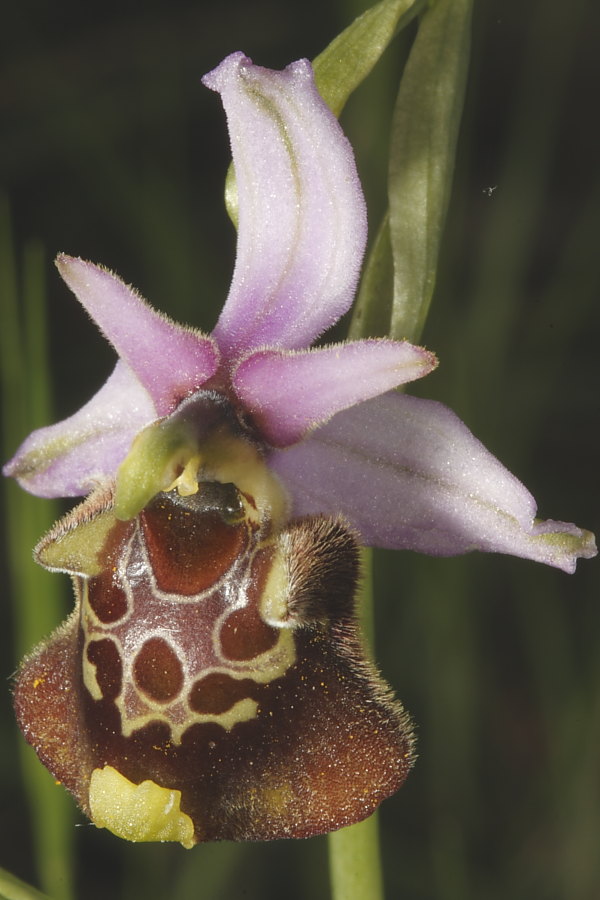 Ophrys holosericea?